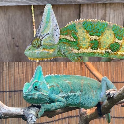 Choosing A Chameleon Chameleon Academy