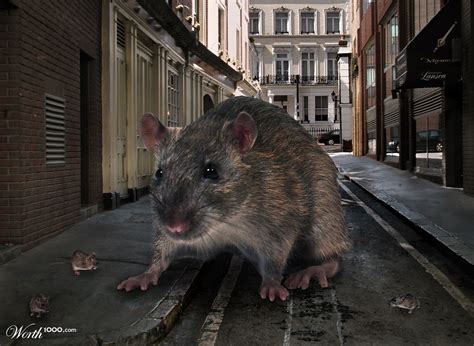 Rat Invasion In Londons Streets Worth1000 Contests
