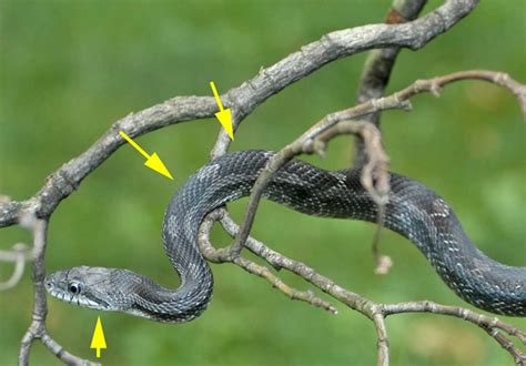 They are found all over louisiana. Eastern Ratsnake