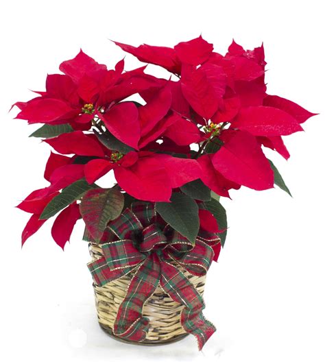 Holiday Traditions Poinsettia 6 Pot In Venice Fl Venetian Flowers