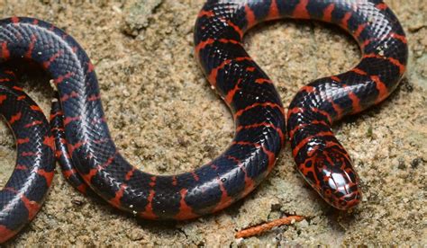 Fileflickr Ggallice Eastern Mud Snake