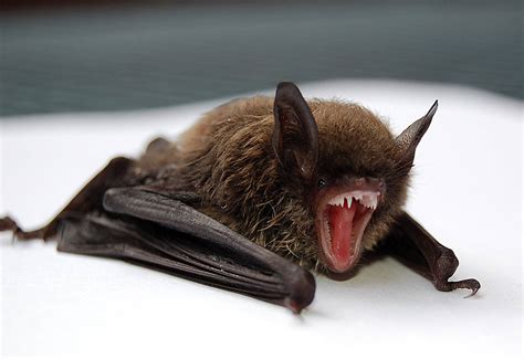 The Secrets Of Island Bats Islands Sounder