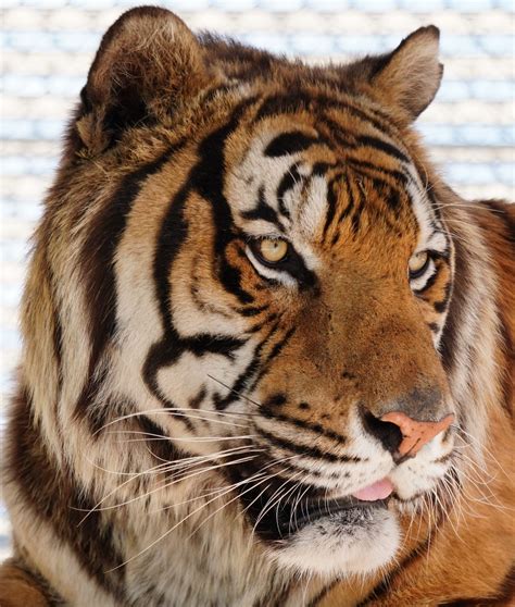 Carolina Tigers Latest Rescue Carolina Tiger Rescue
