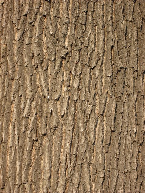 Gambar Hutan Cabang Struktur Menanam Tekstur Daun Bagasi