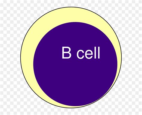 B Cell Clip Art T Lymphocyte Clip Art Free Transparent Png Clipart