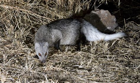 Mpala Live Field Guide White Tailed Mongoose Mpalalive