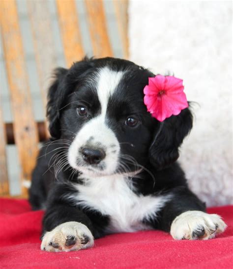 Good prices, and good value. Puppies for Sale | Cute dogs, Dog breeder, Puppy adoption