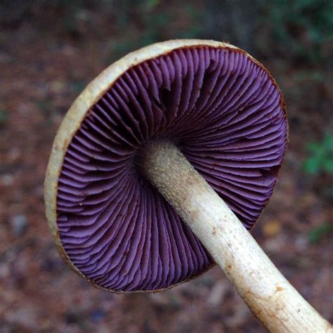 1741×1741 Purple Mushrooms In Mycology Sogalo17 By John S Quarterman