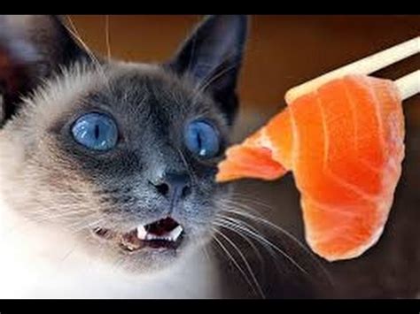 In conclusion, cats can eat cucumbers. What Do Cats Eat: And What They Don't - YouTube