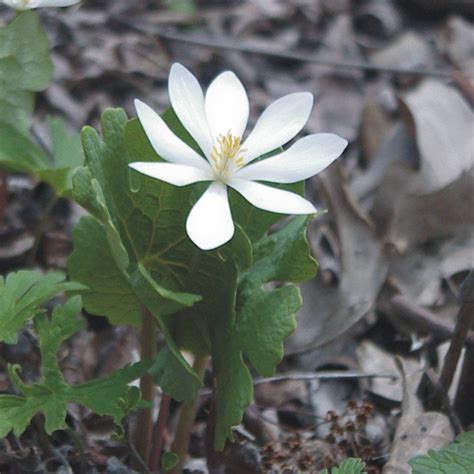 Prairie Future Seed Company Bloodroot Plant