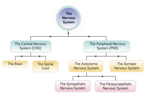Anatomy 2 Peripheral Nervous System Flashcards Quizlet