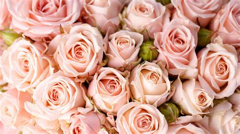 Wallpaper Pink Roses 68 Images