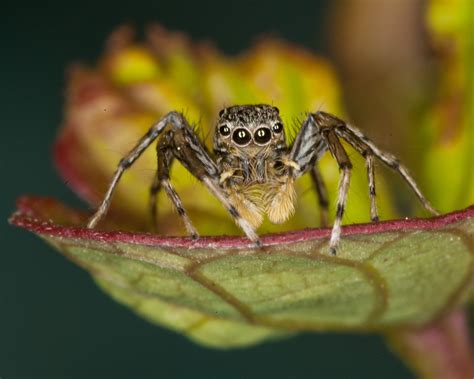 Tiny Jumping Spider Macro Photography Bugs And Insects Jumping Spider