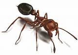 Images of What Do Fire Ants Look Like
