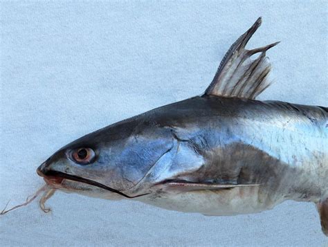 Cominate Sea Catfish Mexican