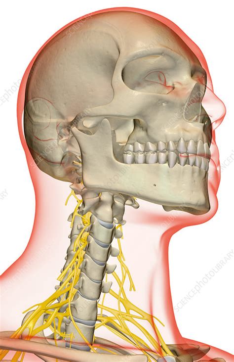 The Nerves Of The Neck Stock Image F0014516 Science Photo Library