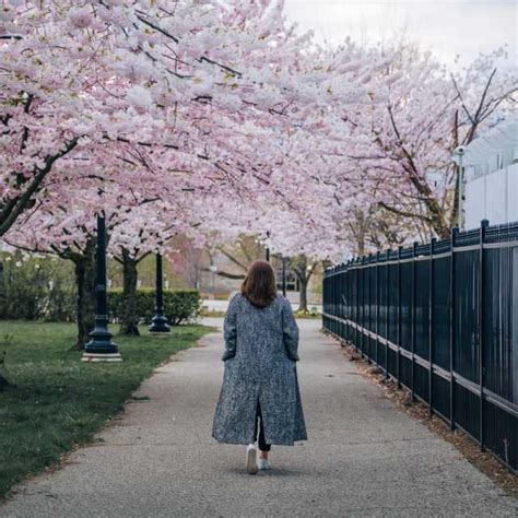 Find Cherry Blossoms In Toronto High Park And Gardens
