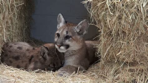 Orphaned Mountain Lion Cubs Recovering At Oakland Zoo