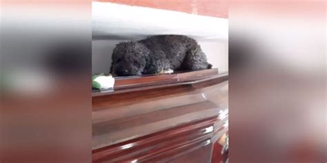 Facebook Viral Benito El Perro Que Acompaña La Tumba De Su Dueña Tras