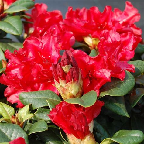 Buy Dwarf Rhododendron Rhododendron Scarlet Wonder