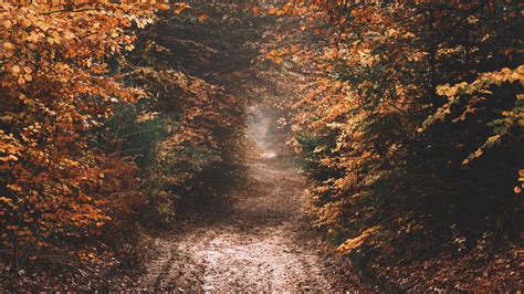 Download Wallpaper 1600x900 Forest Path Autumn Nature Widescreen 16
