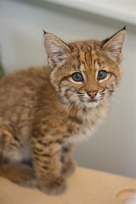 Vancouver, bc, can (53) thursday jan 14, 2021. Bobcat kitten making brief stay at Oregon Zoo after ...
