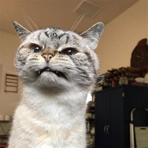 Loki On Instagram Derpy For Life Derpycat Stillcute Cats Meowdel