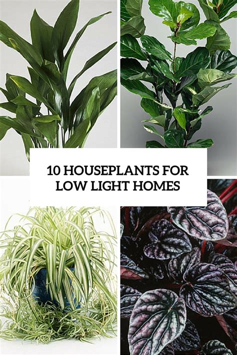 It's spring and time for everything green around you! 10 Best And Easy To Grow Houseplants For Low Light Homes ...