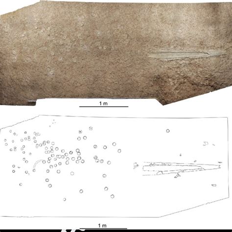 Pdf First Skeletal Remains Of The Giant Sawfish Onchosaurus