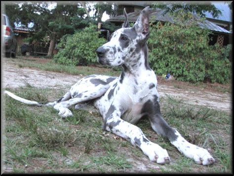 Blue Harlequin Great Dane Didnt Even Know They Existed Until