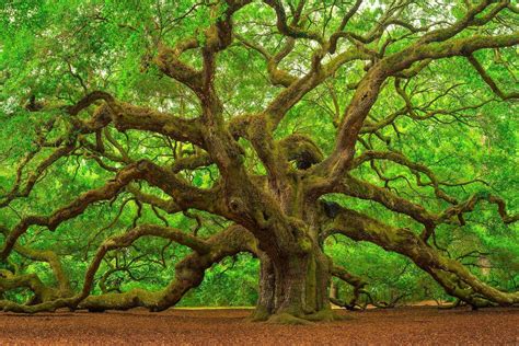 Expert recommended top 3 tree services in birmingham, alabama. Tree Removal Service Birmingham - Land Clearing ...