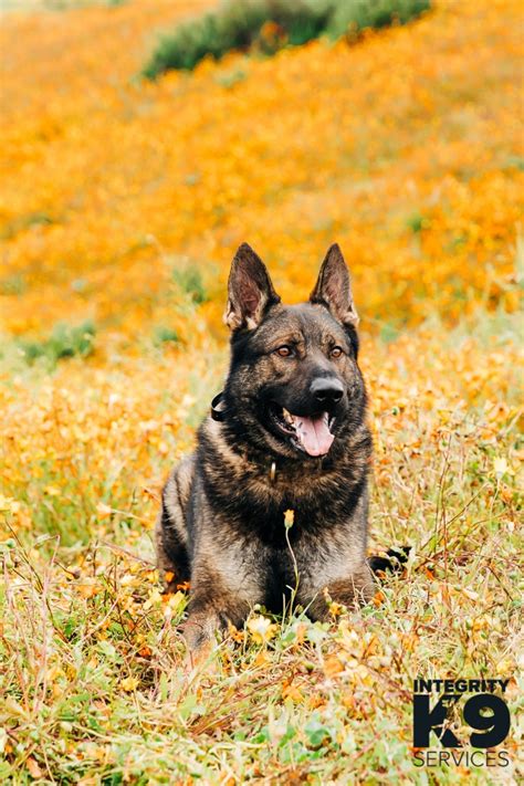 Czech German Shepherd Protection Dog Integrity K9 Services
