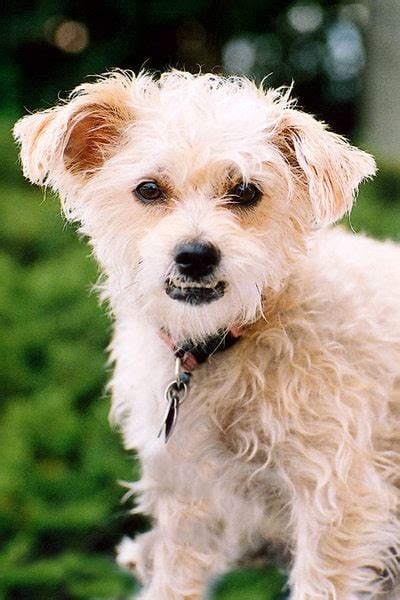 Poodle Chihuahua Mix Your Complete Breed Guide To The Chipoo The