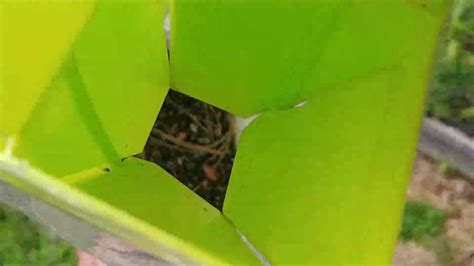 Do Japanese Beetle Traps Work Youtube
