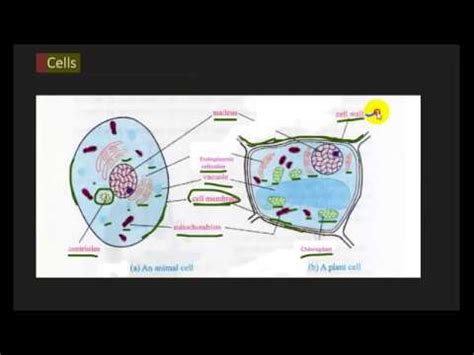 Plant cell and animal cell are the structural unit of life of plants and animals respectively. #Difference between Animal cells and Plant cells|Urdu ...