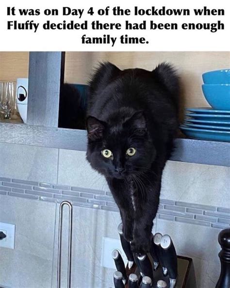 Top 15 Black Cat Memes That Are Terrifyingly Funny