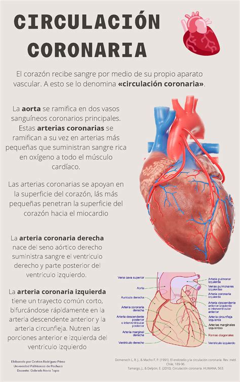 Infografia Circulación Coronaria CirculaciÓn Coronaria El Corazón