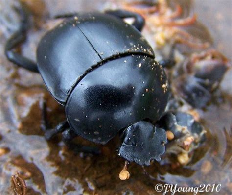 South African Photographs Dung Beetles