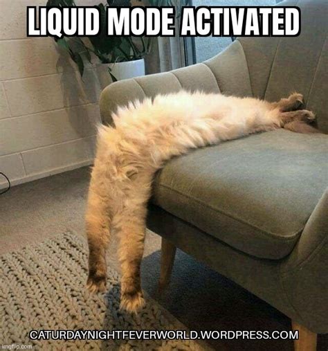 Cats Are Liquid Meme Imgflip
