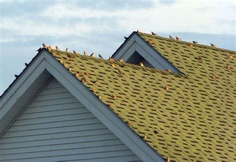 Other birds are not as easily frightened. Sialis picture of the week - HOSP on the HOUSE