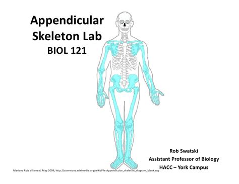 Appendicular Skeleton Anatomy Visual Guide Skeleton Anatomy Study