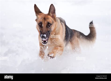 German Shepherd Dog Running In Snow Stock Photo Alamy