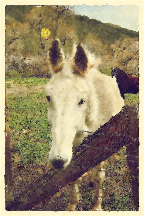 Watercolor Horse Art Print Free Stock Photo - Public Domain Pictures
