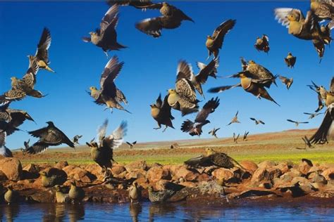 Namaqua Sandgrouse Gather At A Water Hole In The Early Morning Aves