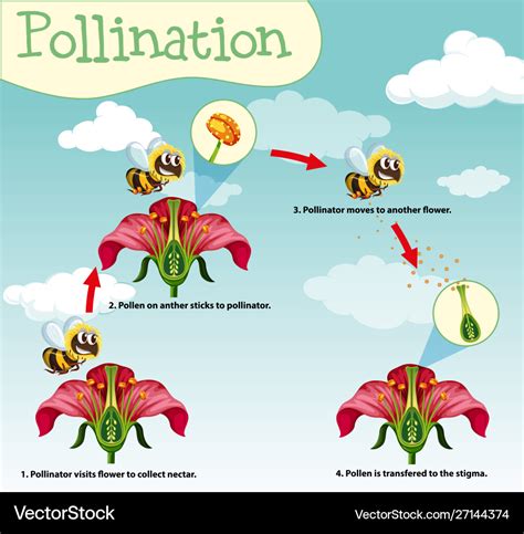 Pollination Diagram
