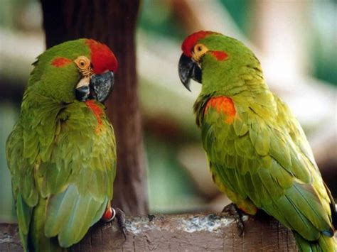 Green Parrot Hd Wallpapers Top Free Green Parrot Hd Backgrounds