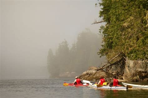 Combine The Best Of Coastal Bc In One Whale Watching Kayak Expedition