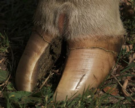 Hoof Feet Stock Photos Pictures And Royalty Free Images Istock