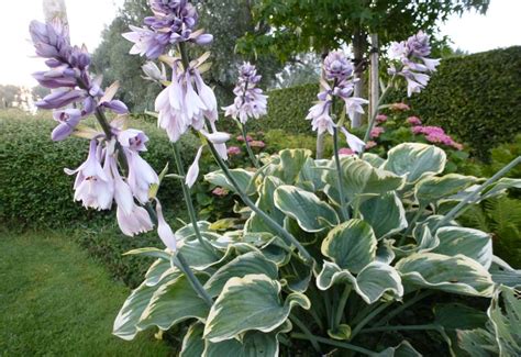 Hosta Hybride Sagae Fluctuans Variegated Guido Van De Steen