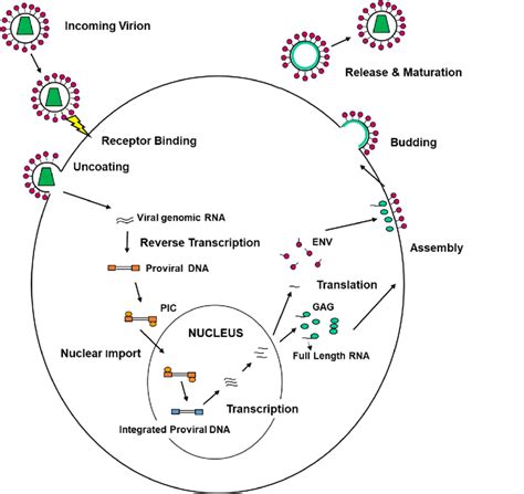 Schematic Representation Of The Main Steps In A Typical Viral Life